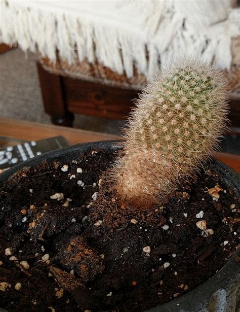 soggy cactus